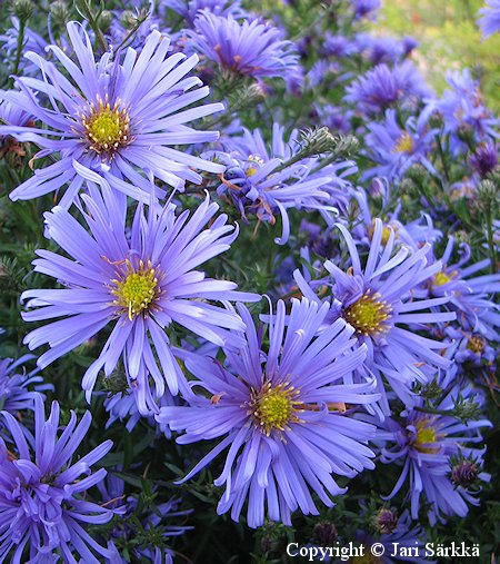 Aster Novi-belgii-Ryhm 'Seija'